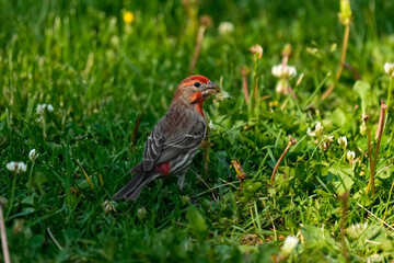 House Finch