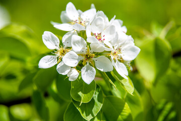 Obraz na płótnie Canvas Flowering branch of pear in the garden in spring 