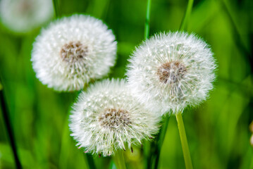 Fluffy dandelions in summer on green grass