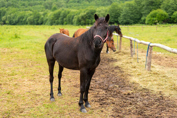 Mountain horse grazes grass on green meadow on cloudy summer day