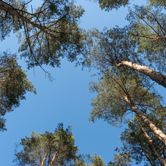 Obraz premium Bottom view of a piece of bright summer blue sky framed by the blurry tops of tall pine trees. Rest at nature