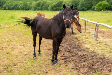 Mountain horse grazes grass on green meadow on cloudy summer day