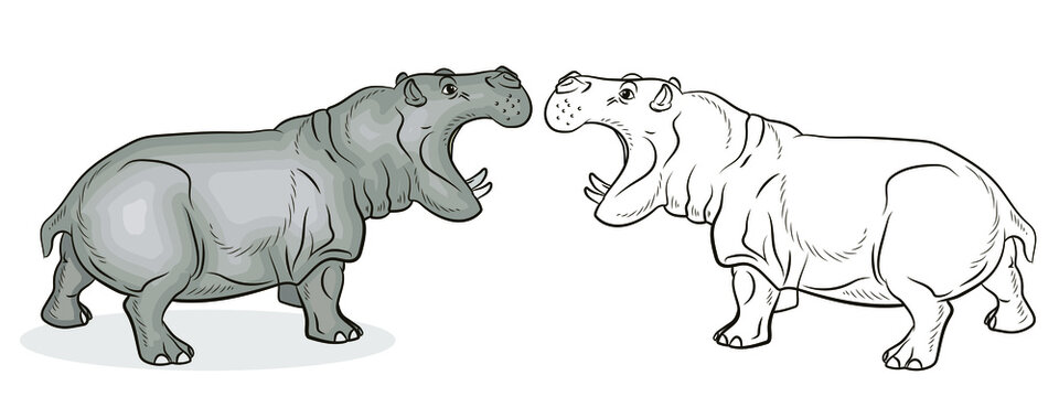 In the animal world. An image of an African hippo.
 Black-and-white and color drawing, coloring. Vector drawing.