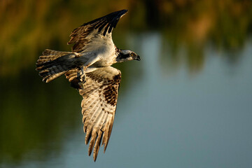Osprey Sunrise Fishing