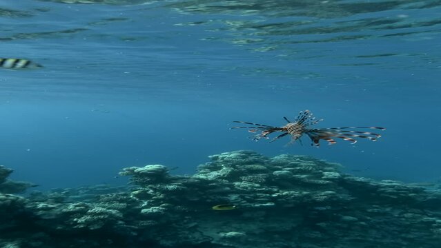 Lionfish swimming under surface of blue water near coral reef. Underwater life on the coral reef. Red Lionfish&nbsp;(Pterois volitans). Vertical video. 