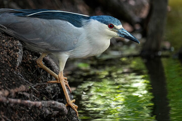 Black-crowned Night-heron