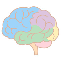 部位ごとに色分けされた脳の断面図