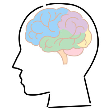 頭頂葉 Images Browse 80 Stock Photos Vectors And Video Adobe Stock