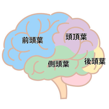 頭頂葉 Images Browse 80 Stock Photos Vectors And Video Adobe Stock