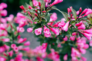 Flowering bush of pink weigela