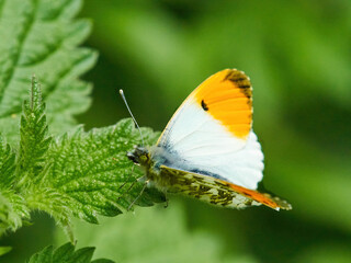 An Orange Tip Butterfly on nettles against a defocused foliage background in woodland near Cranfield, UK.