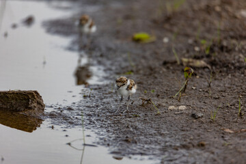 little bird(little ringed plover)