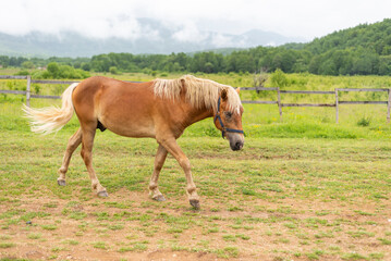 Naklejka na ściany i meble Mountain horse grazes grass on green meadow on cloudy summer day