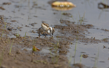 little bird(little ringed plover)