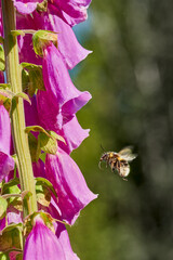 Bumblebee collecting nectar froma foxglove flower