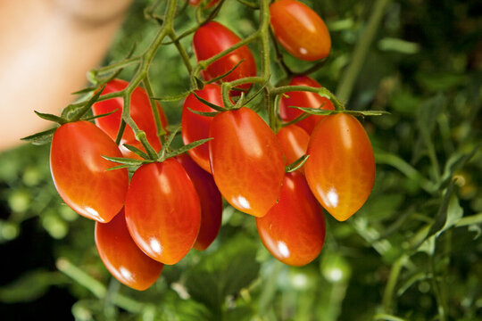 Tomate cereja maduro colhidos na lavoura