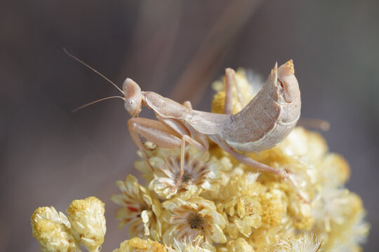 European Dwarf Mantis (Ameles spallanzania)