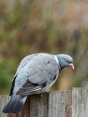 A wood pigeon perched on a garden fence looking (somewhat disdainfully!) at the camera, as if at an intruder in its domain.