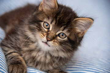 cute kitten resting in a bed