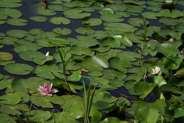 Pink water lily in the middle of round green leaves