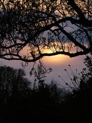A vibrant sunset sky silhouettes the intricate detail of plants, tree branches and twigs in a UK woodland.