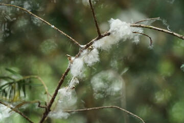 Poplar fluff on a branch close-up