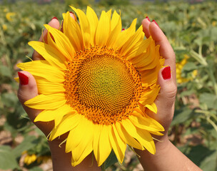 Fototapeta premium Woman hands with red nail polish holding a Sunflower