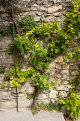 vigne sur mur de pierre