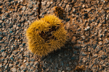 a chestnut on the ground in its shell. chestnut season. chestnuts fallen to the ground. photography at sunset