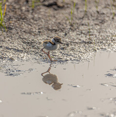 little bird(little ringed plover)