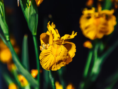 yellow irises and fading irises flowers with black background