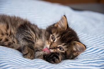 Fototapeta na wymiar cute kitten resting in a bed