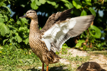 Portrait of a standing, female mallard with outstretched wing