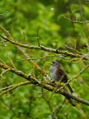 A Dunnock pours forth a torrent of song from its lichen spotted, tree branch perch in woodland near Cranfield, UK.