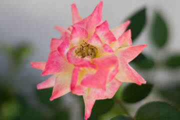 Obraz premium red rose flower