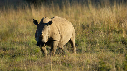 White Rhinoceros ( Ceratotherium simum) Pilanesberg Nature Reserve, South Africa