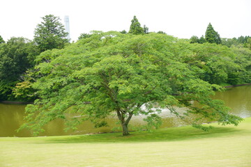 新緑に包まれた庭園の大きな木