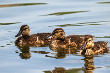 three young mallards chicks swimming