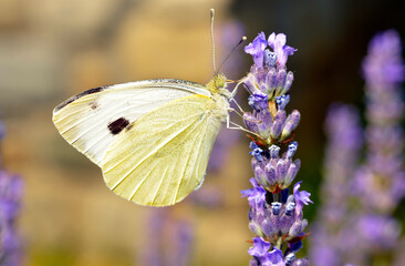 Butterfly on blue lavender flower
