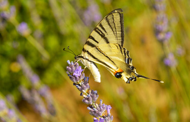 Tiger Swallowtail butterfly on blue lavender flower