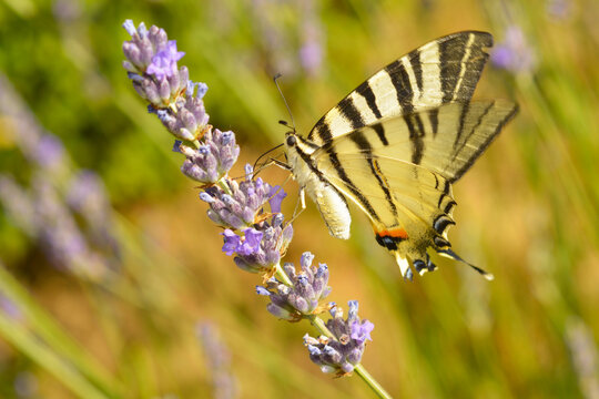 Butterfly and lavander bush