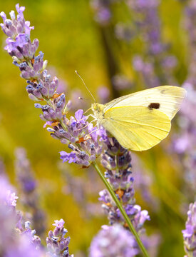 butterfly on blue lavender flower