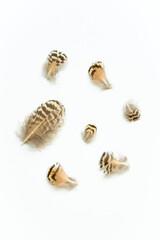 feathers on white background black and white