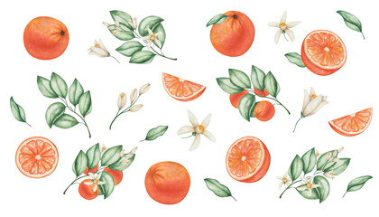 Watercolor illustration of hand painted oranges, grapefruits, tangerines with green leaves and flowers. Tropical citruis fruits. Fresh juice ingredient. Vitamin C. Isolated clip art of food for prints