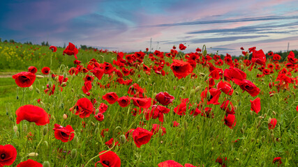 A field of red poppy on a summer evening. After rain.