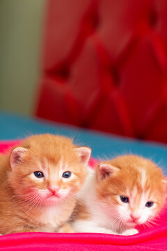 Vertical photo of portrait of two yellow and white baby cats on their violet and blue bed.