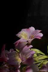 Summer flowers on a black background with dew