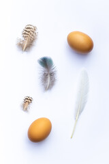 eggs and feathers
