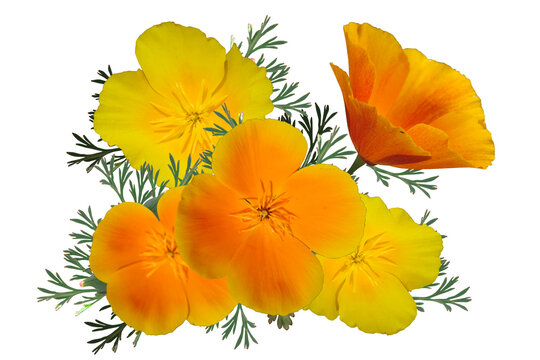 Yellow flowers isolated on white background.