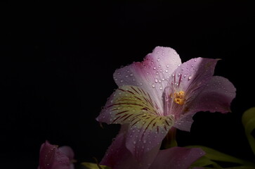 Summer flowers on a black background with dew